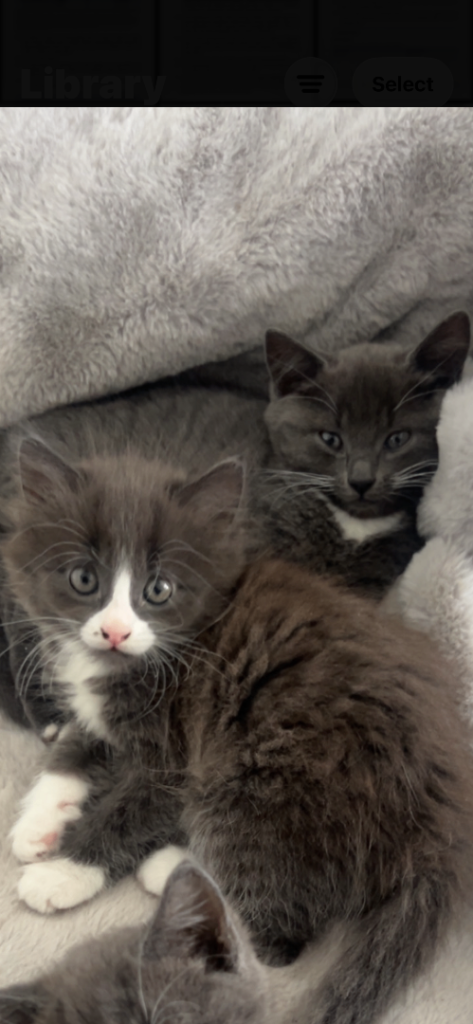 3 grey kittens for sale 
