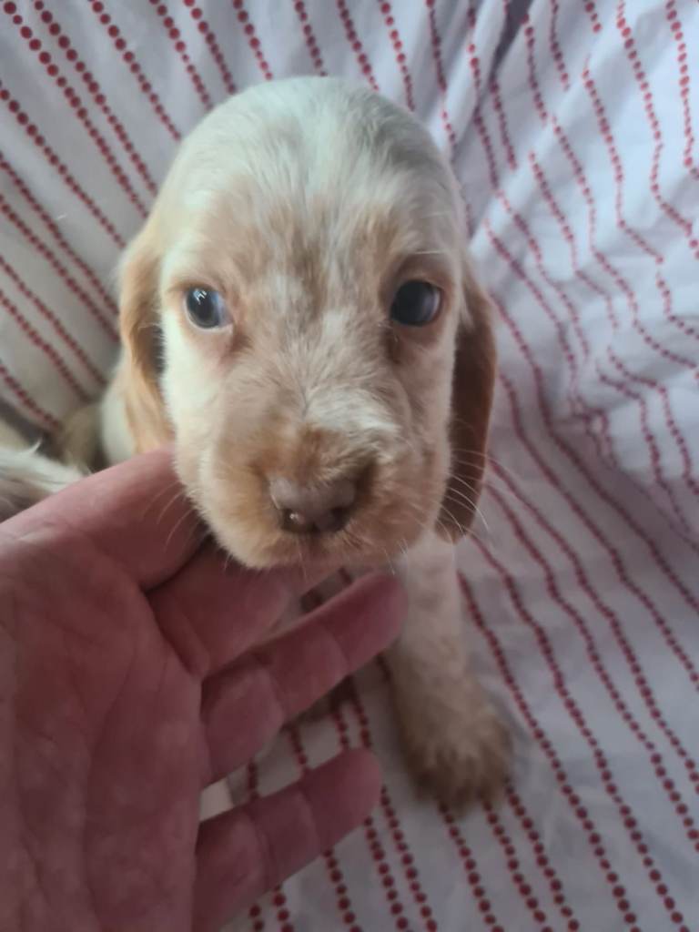 Cocker spaniel puppies | Mixed colours | 6 total