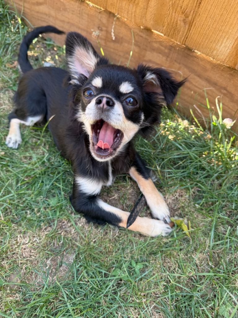 KC reg Chihuahua girl from full health tested parents 