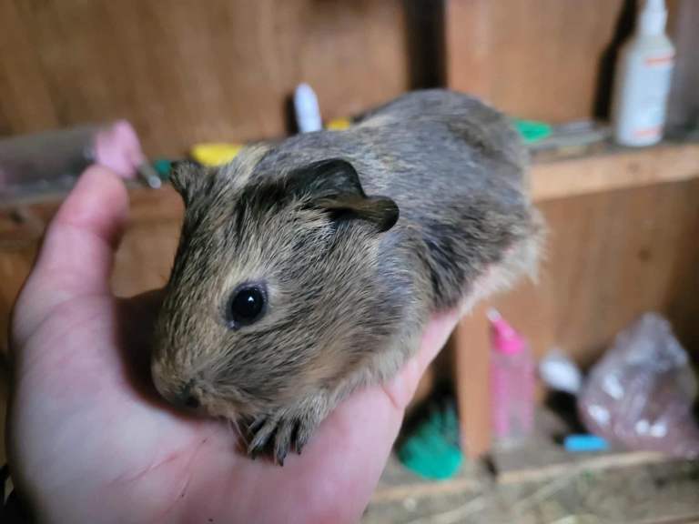 Baby Guineapig’s 