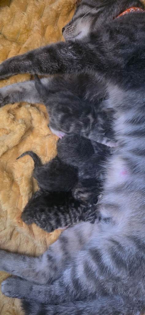 Beautifully tabby kitten