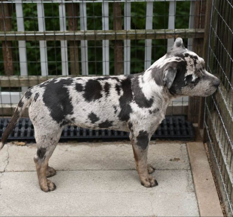 2 year old Blue Merle & Tan Staffordshire Bull Terrier girl