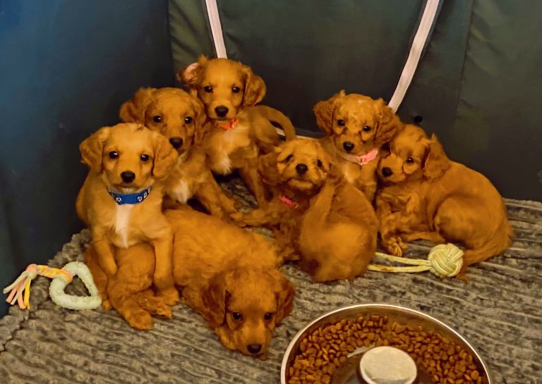 Toy Poodle Cross Puppies, Mum & Dad Seen, London