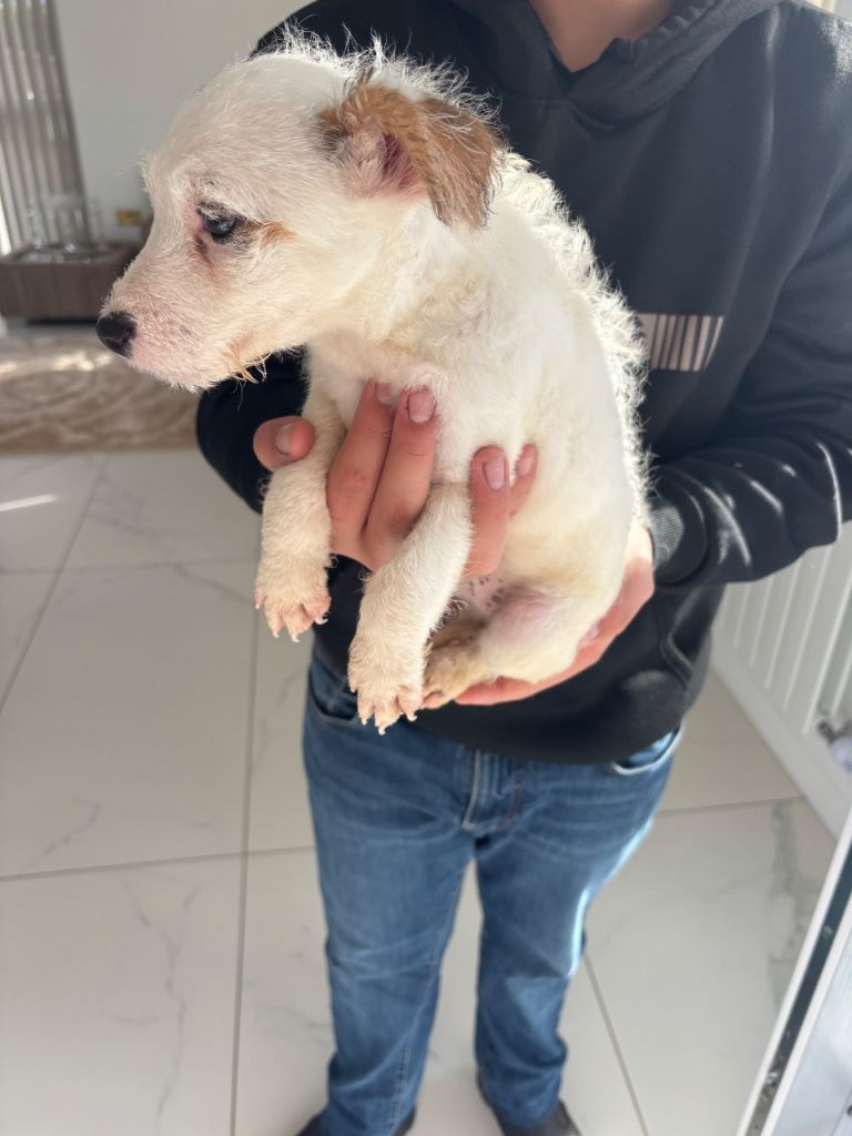 Jack Russell sold 