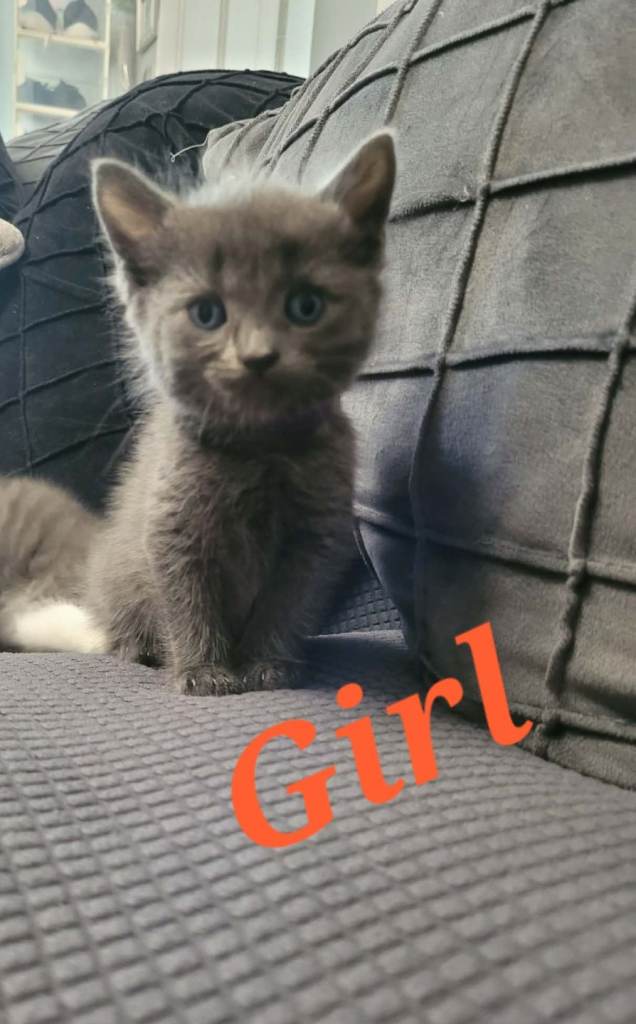 Beutiful grey kittens 