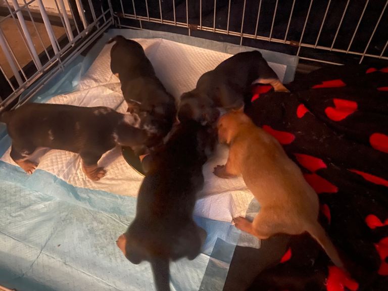 Beautiful dachshund puppies 