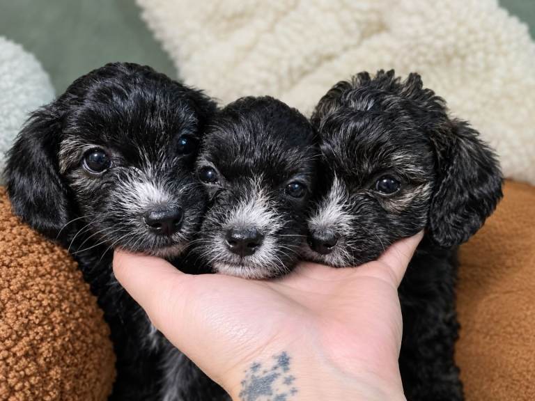3 puppies available - Adorable Yorkiepoo Puppies  - Litter of 6
