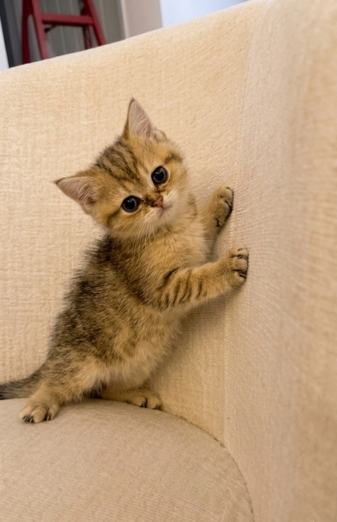 British Shorthair Kittens | Gold £550 | White £800