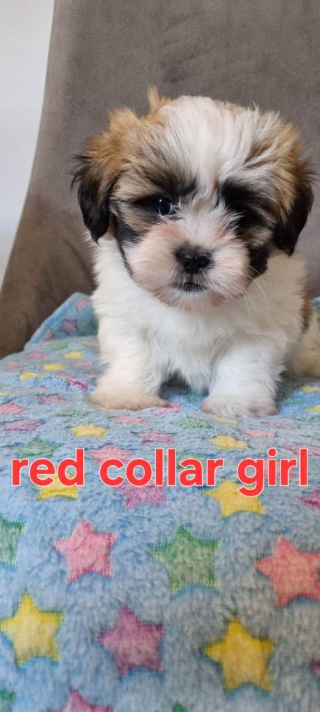 Shih tzu puppies for sale