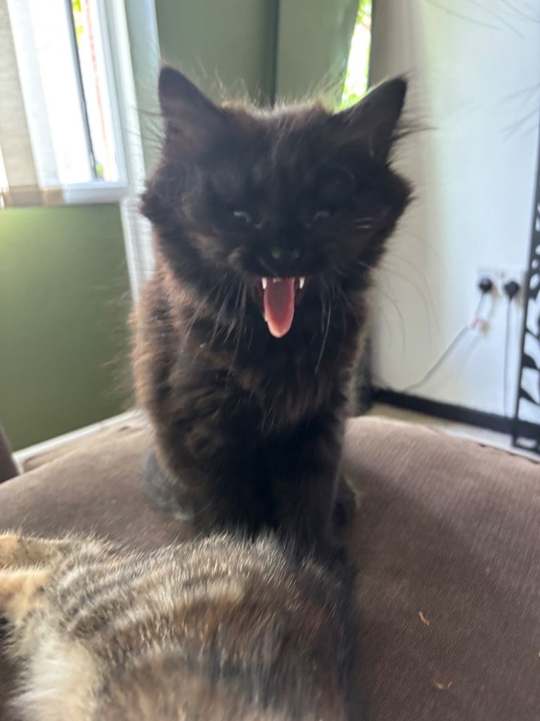 Kitten for Sale