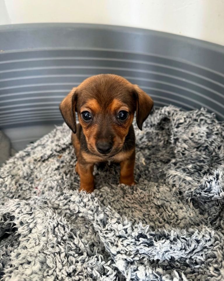 Pomeranian cross dachshund 