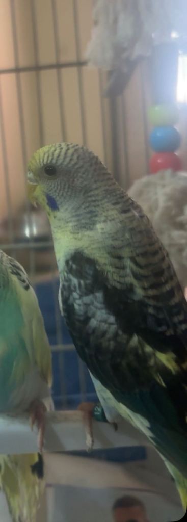 Black wing budgie 