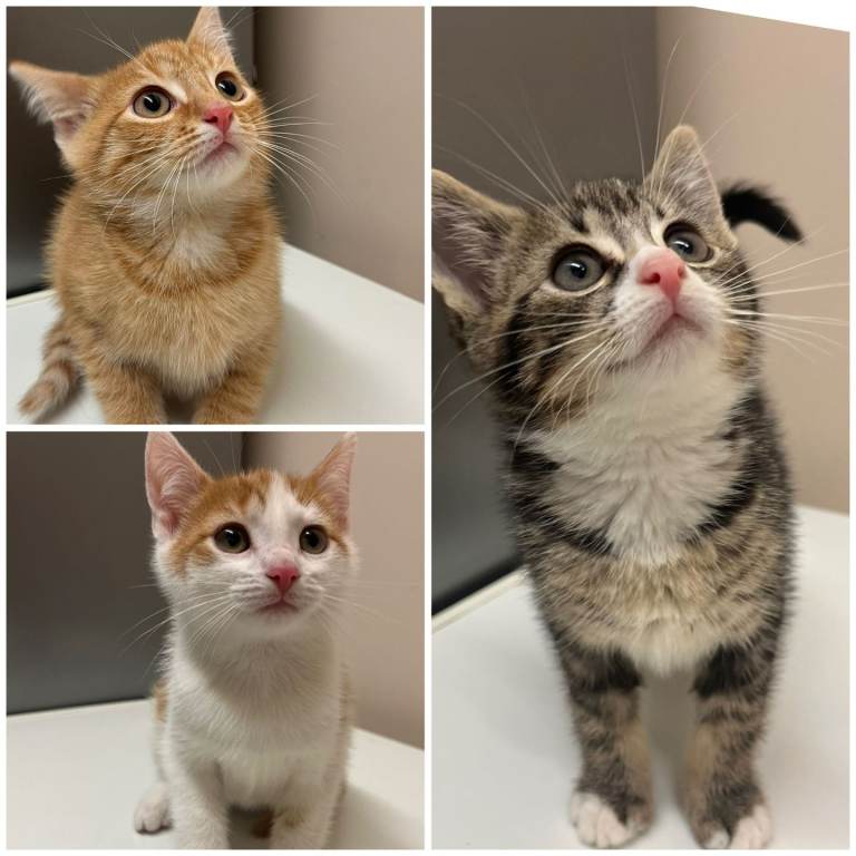 3 male kittens for sale