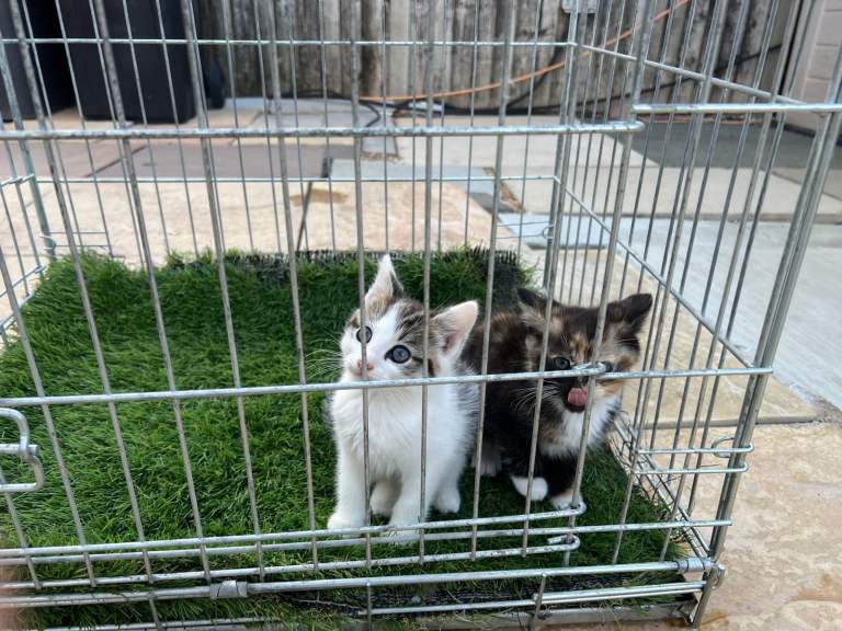 Kittens