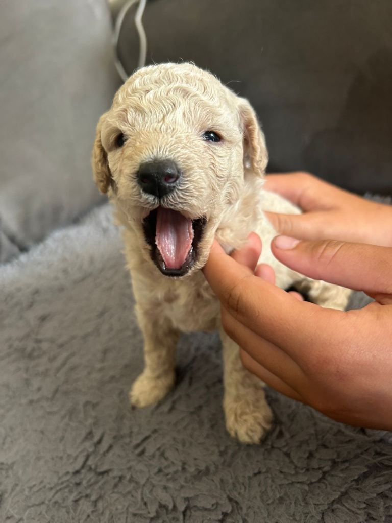 Miniature poodle puppies 
