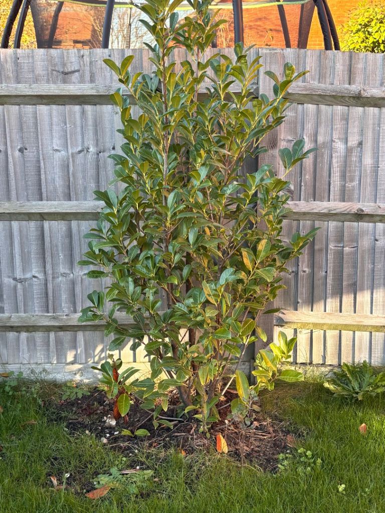 Laurel hedge plants