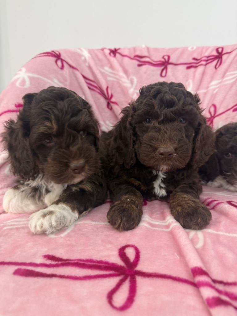 Cockapoo Puppies 
