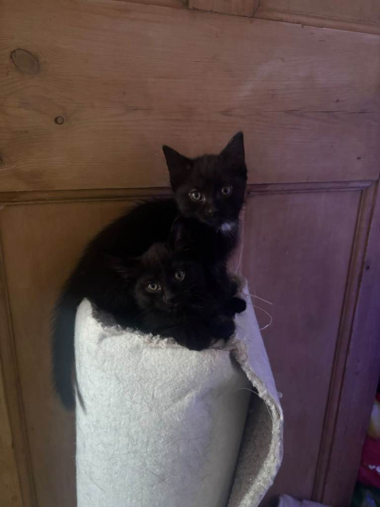 2 beautiful black kittens