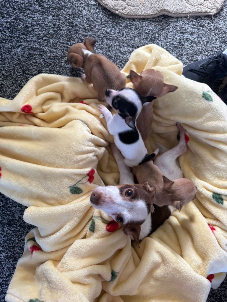 Puppies Jack Russell 