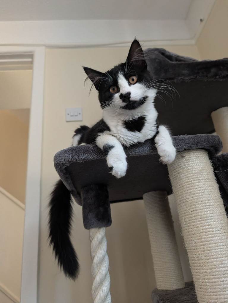 Winnie the 4 month old kitten! 
