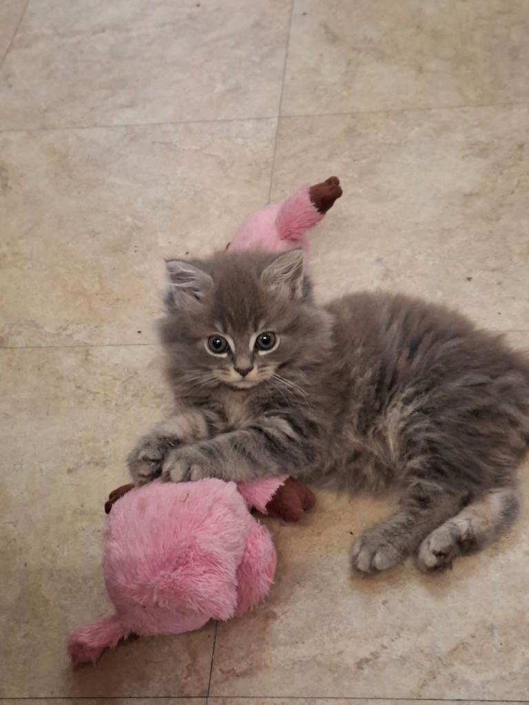 Maine coon cross british blue kittens for sale