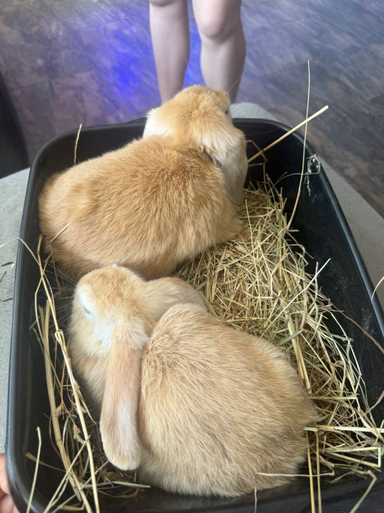 Pure Mini Lop Bunnies - Ready to leave