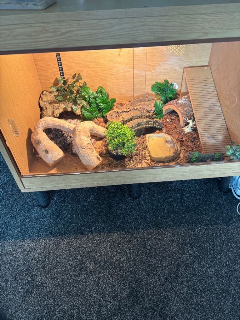 Wooden Vivarium with Accessories with Reptile