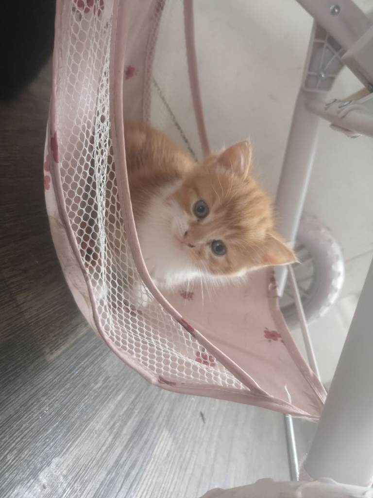 Kittens for sale 