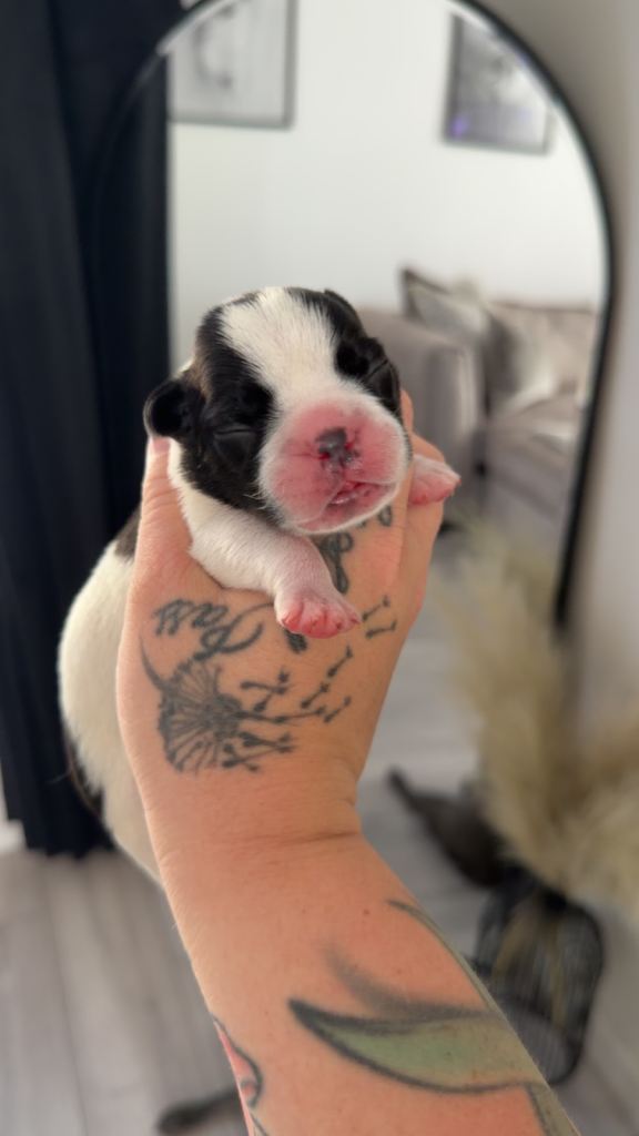Pied French bulldog puppies 