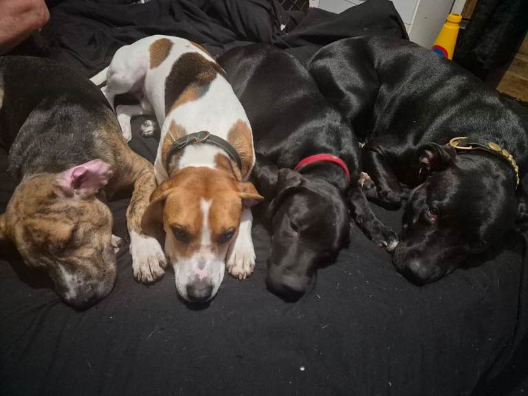 5 month old staffy lurcher x beagle puppies