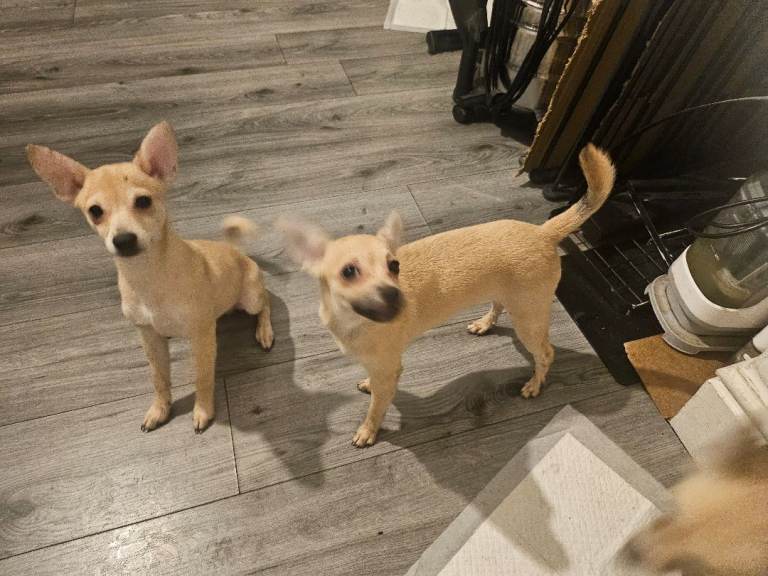 9-Month-Old Miniature Pinscher × Fox Face Pomeranian Puppy Looking for a Loving Home