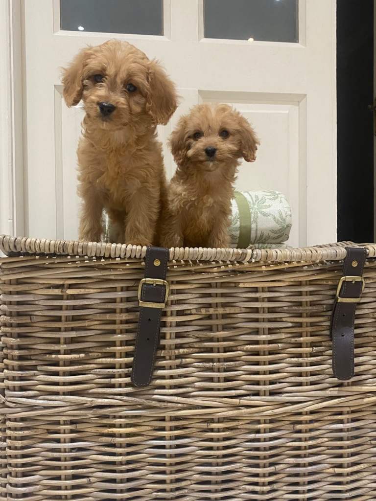 Cavapoo
