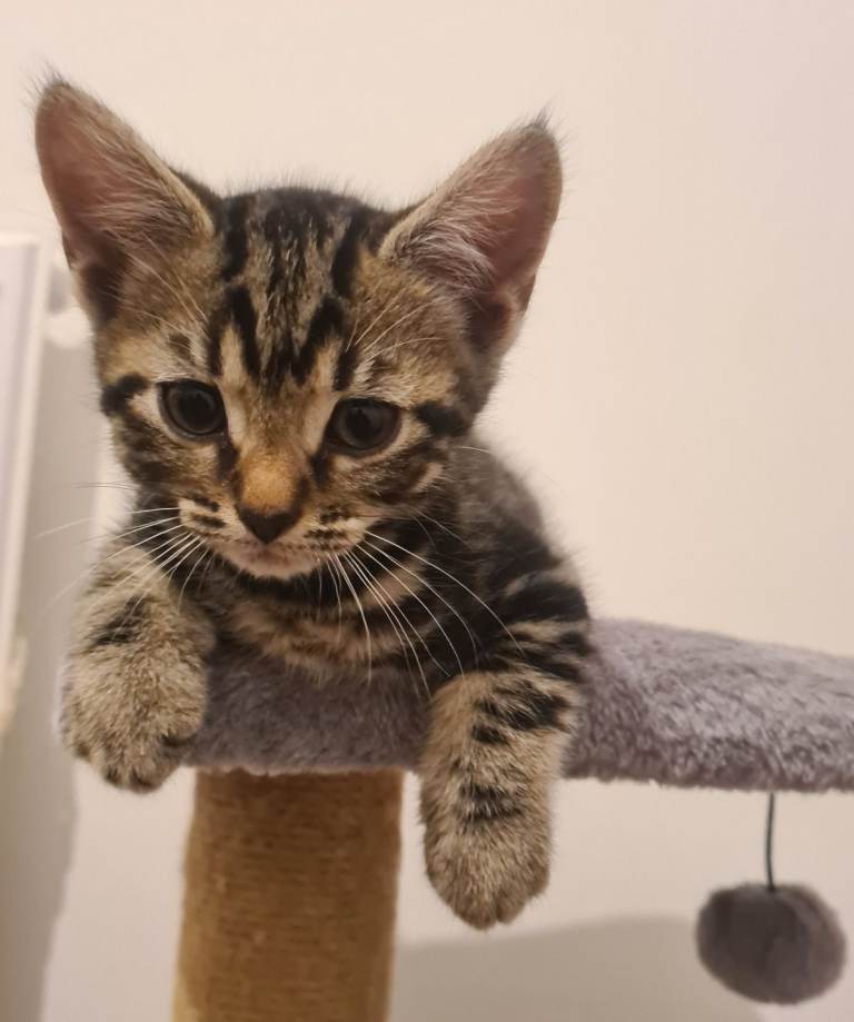 🐾 Adorable 8-Week-Old Kittens Looking for Loving Homes 🐾