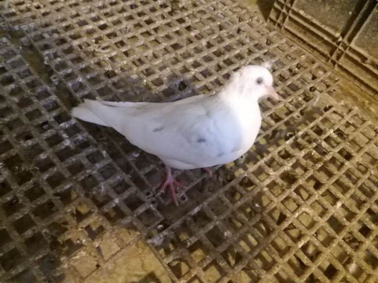 Young pigeons for sale 