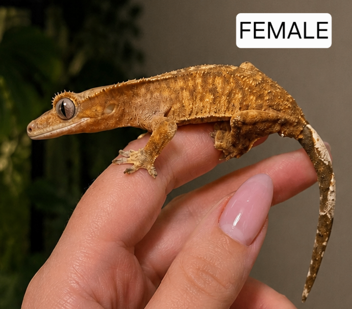  Crested Gecko