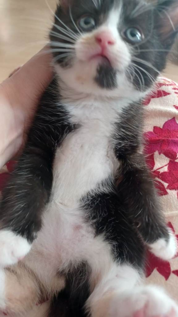 Kittens 