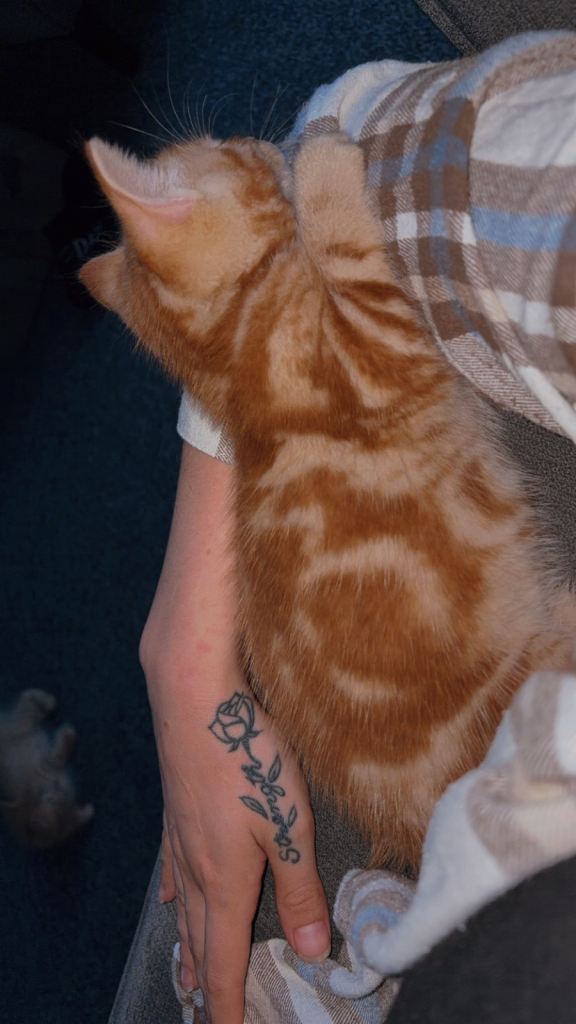 3 kittens for sale 