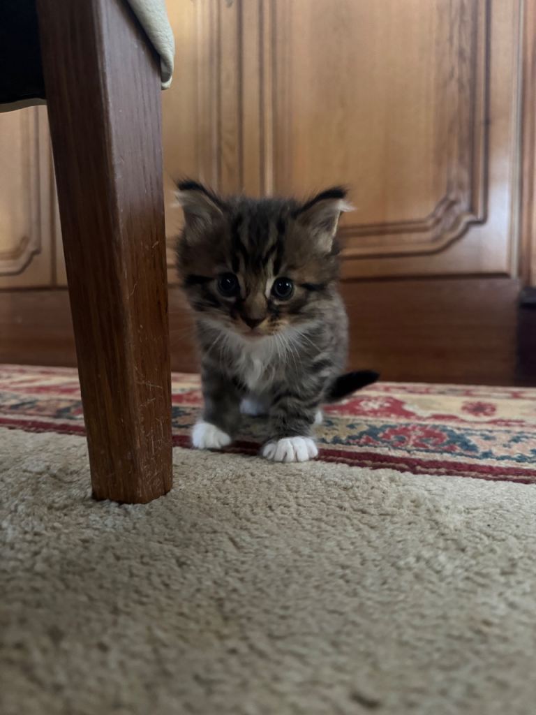 Kittens