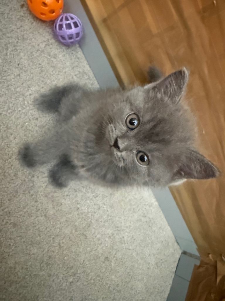 Kittens 