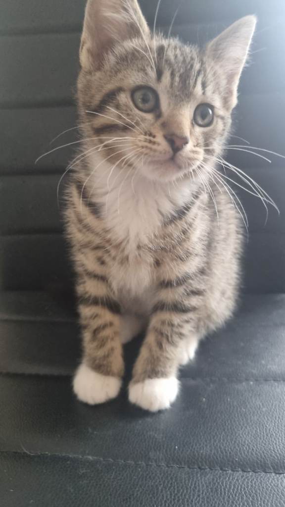 10 week old kitten