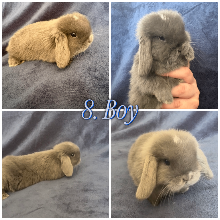 Baby Mini Lops (Ready 31/03) 