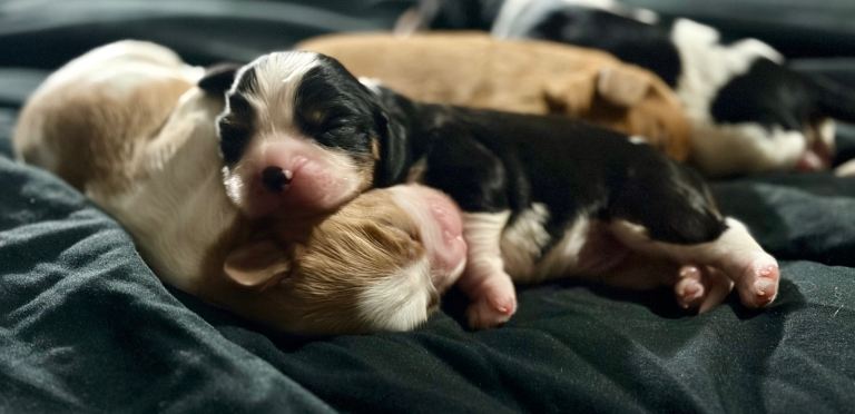 Beautiful cavalier king Charles spaniel puppies 