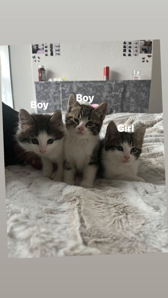 Kittens for sale 