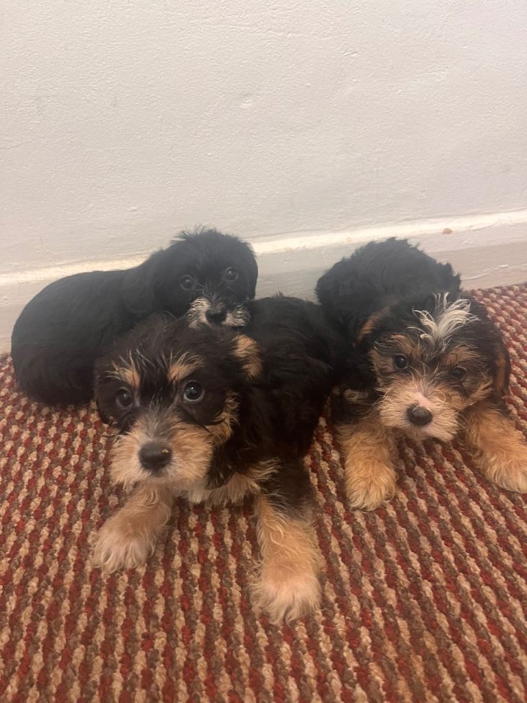 Yorkshire terrier 