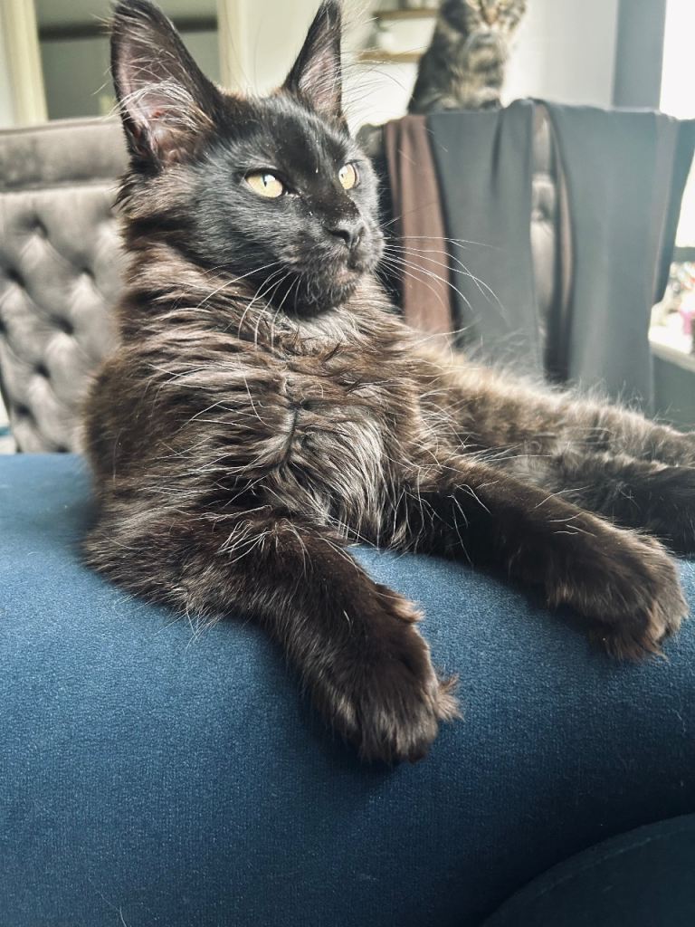 Last girl. Big size. Tica registered Maine Coon full breed 