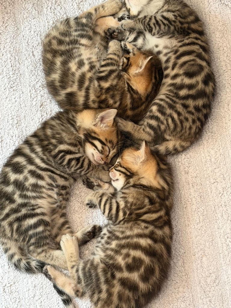 Beautiful bengal kittens 2 girls 2 boys.