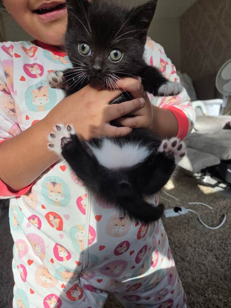 Kitten for sale 