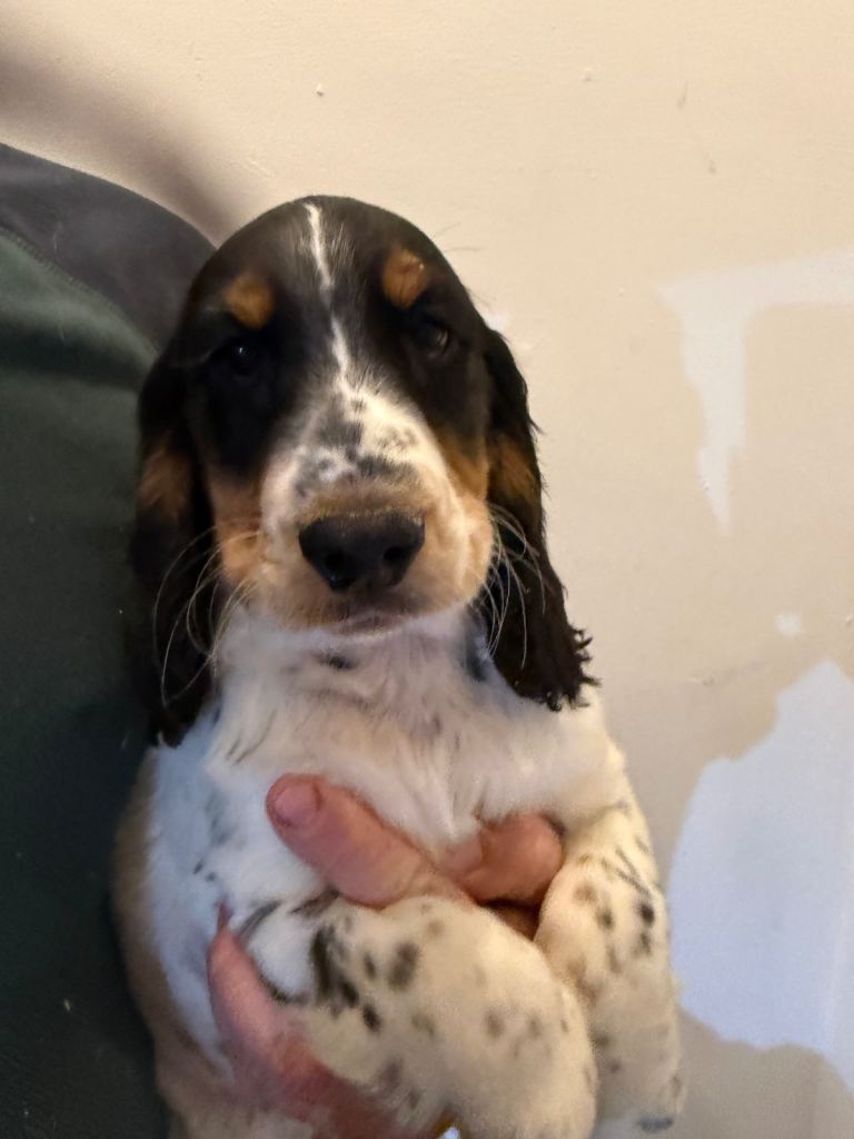 Cocker spaniel puppies ready to leave now!! 