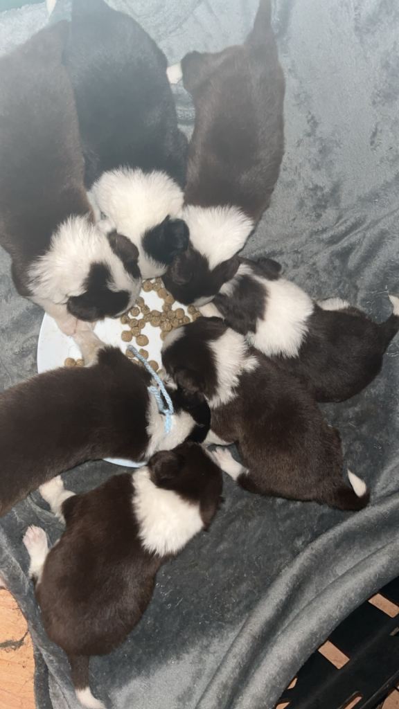 Litter of 7 tri red and white border collies 