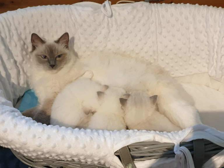 edinburgh female ragdoll kittens